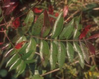 rhus copallina leaf.jpg